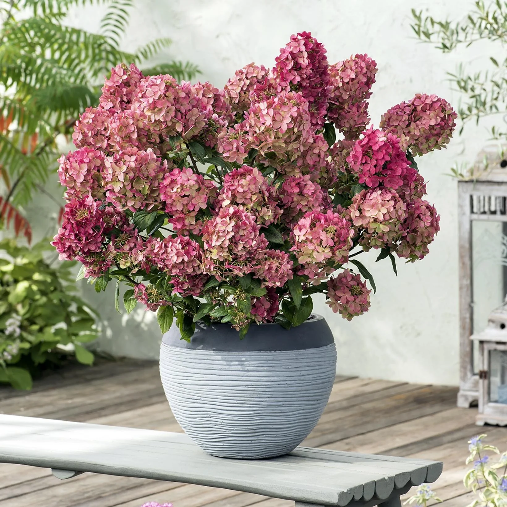 Hortensia paniculata petite Star [2]