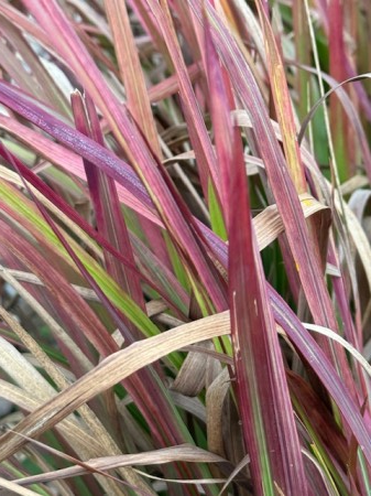 Imperata cylindrica Red Baron [2]