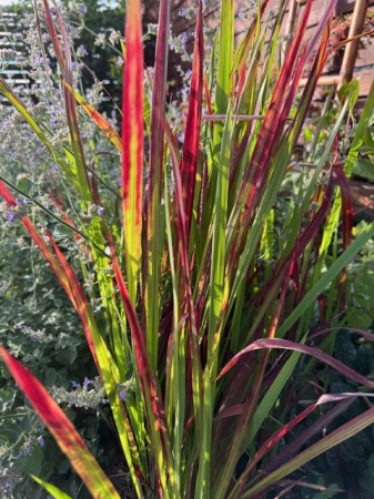 Ierburi Decorative - Imperata cylindrica Red Baron