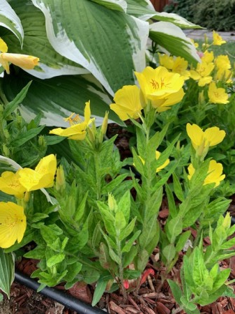 Plante Pentru Gradina - Oenothera missouriensis
