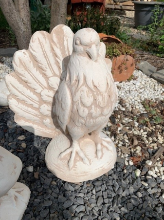 Porumbel cu Coada [2]