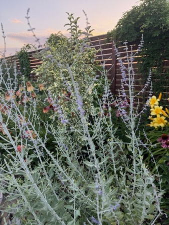 Salvia perovskia [2]