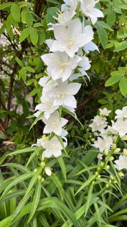 Plante pentru zona cu semi-umbra - Сampanula persicifolia Alba