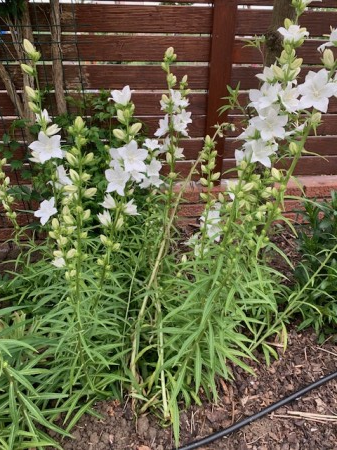 Сampanula persicifolia Alba [2]