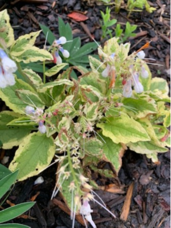 Symphytum goldsmith [2]