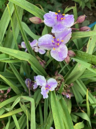 Plante pentru zona cu semi-umbra - Tradescantia (andersoniana) Billberry Ice