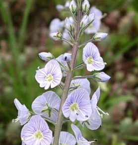 Veronica gentianoides [2]