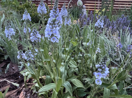 Plante Pentru Gradina - Veronica gentianoides