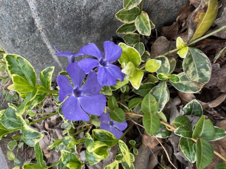 Vinca minor Variegata [1]