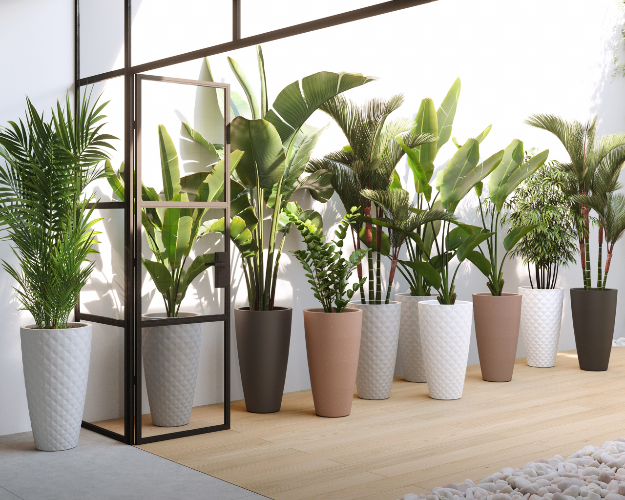 Ghiveci Havana Natural High [3]