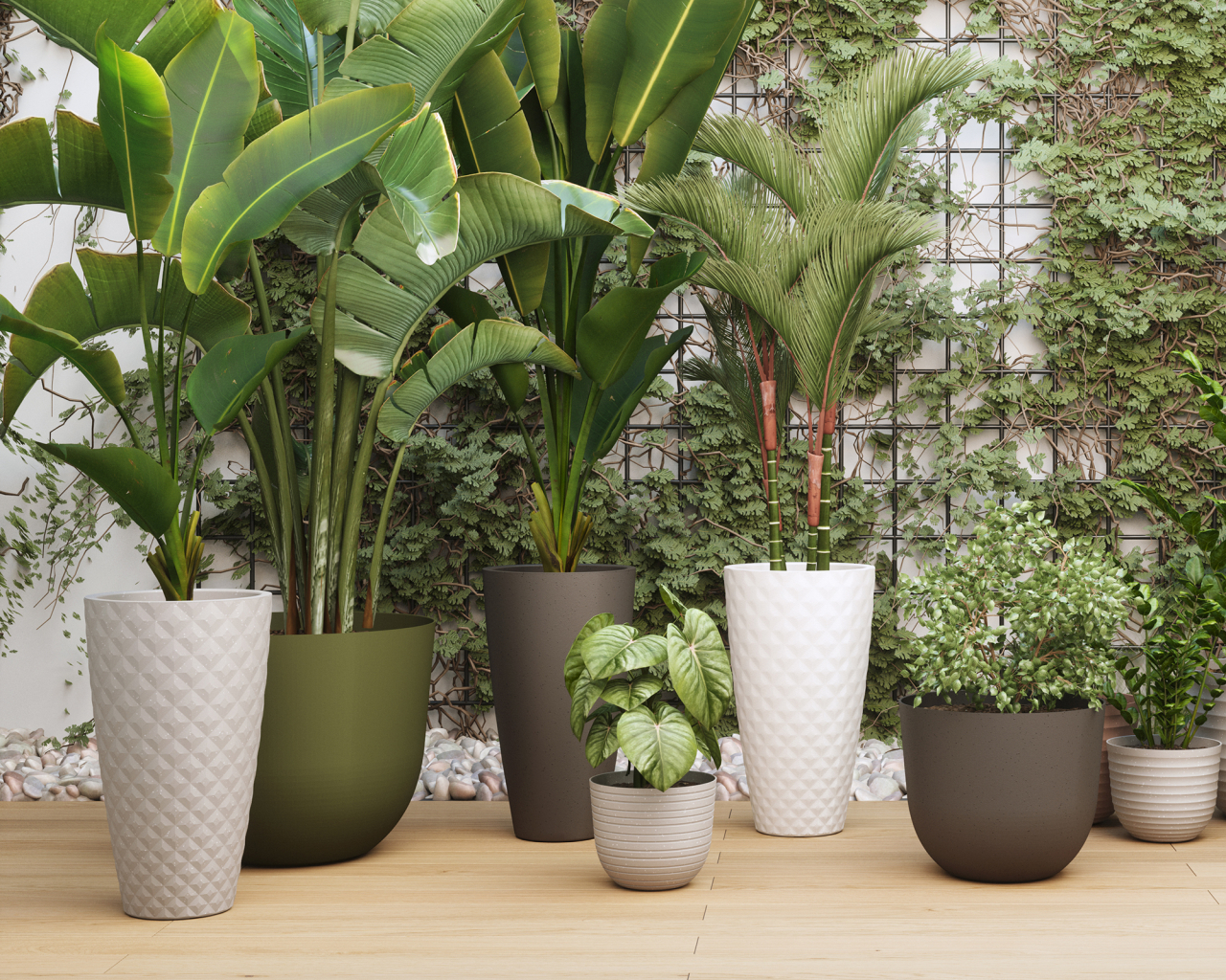 Ghiveci Havana Natural High [4]