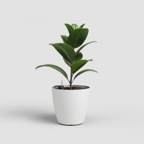 Ghivece - Ghiveci San Remo Matte Sistem auto-irigare