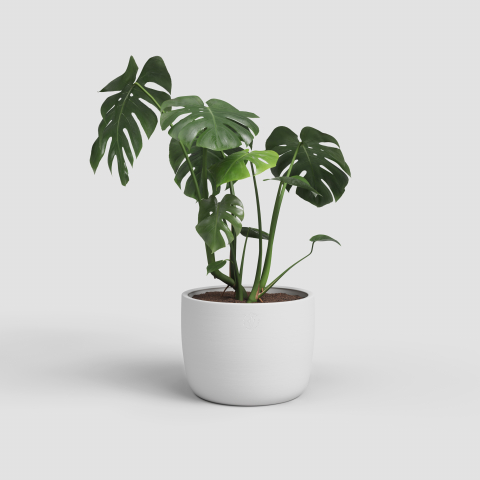 Ghivece - Ghiveci Urania