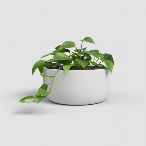 Ghivece - Ghiveci Urania Bowl