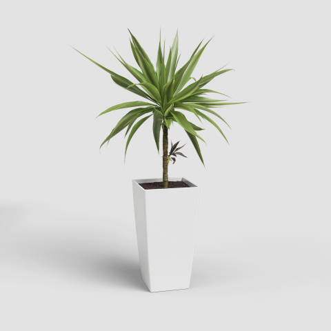 Ghivece - Ghiveci Pisa