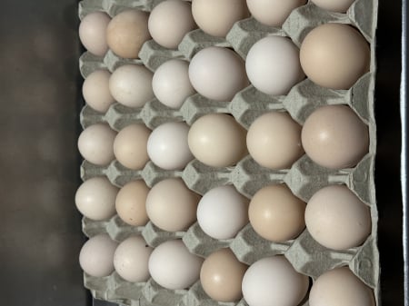 OUĂ CUIBARUL - Ouă Free Range 30 M
