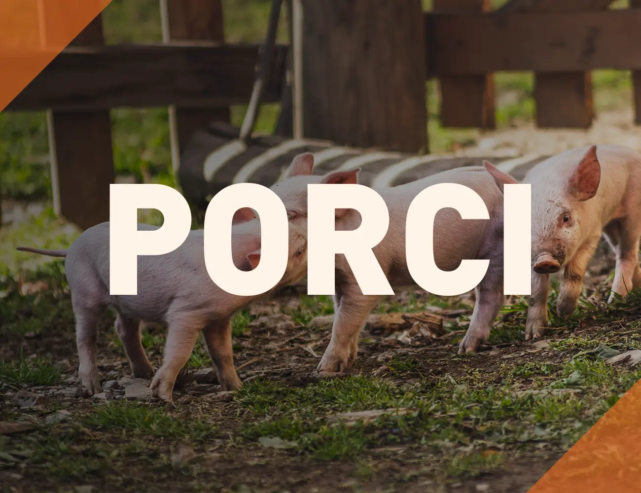 Porci
