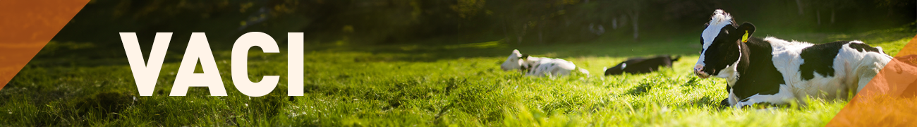 Vaci