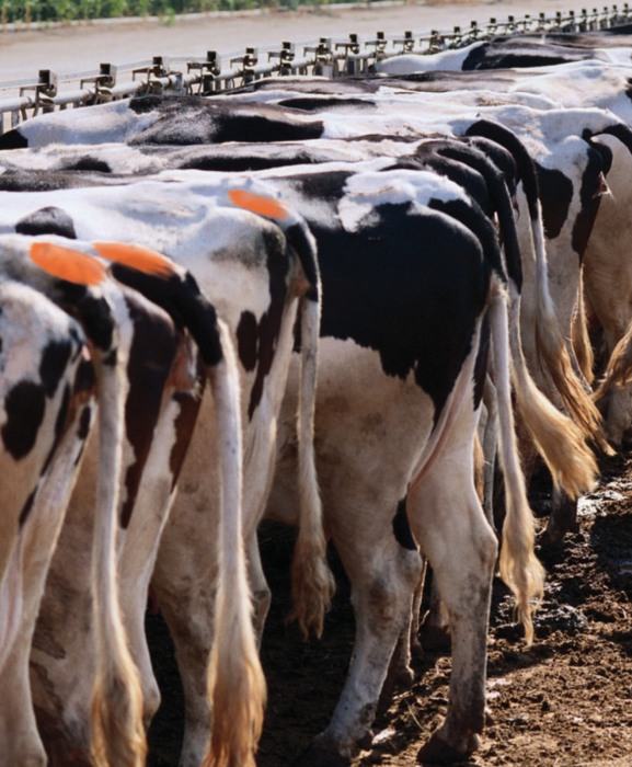 Batoane retractabile vopsea temporara pentru marcarea animalelor, All-Weather Paintstick Twist, cutie 12 bucati [3]