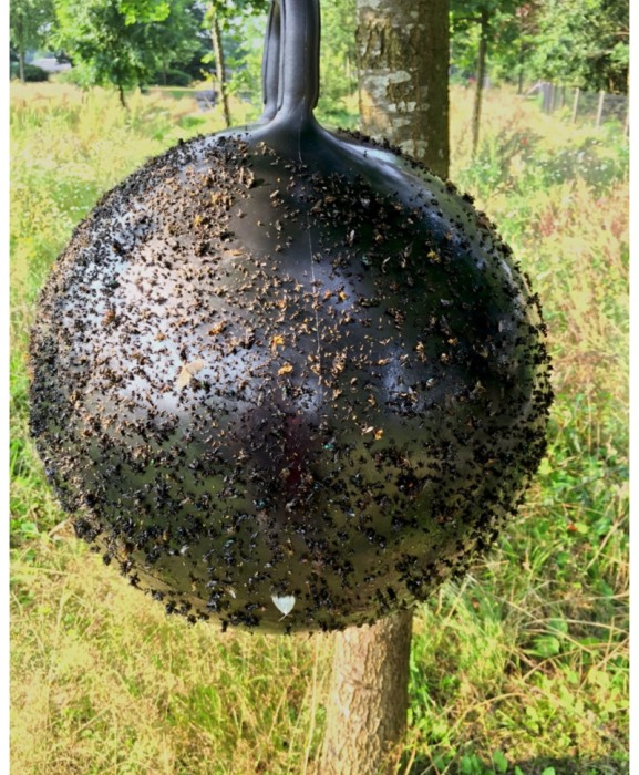 Capcana muste cai, Holland Animal Care [4]