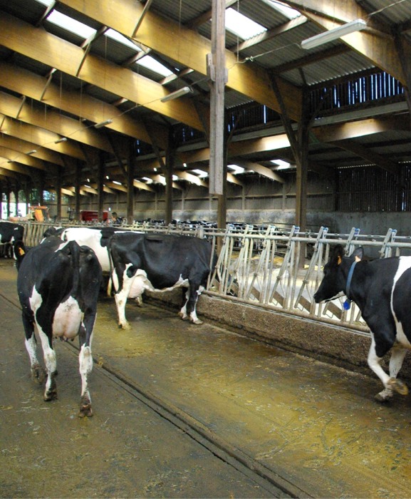 Covor de trafic din cauciuc, Bioret DELTA DIAM, 8mm grosime [2]