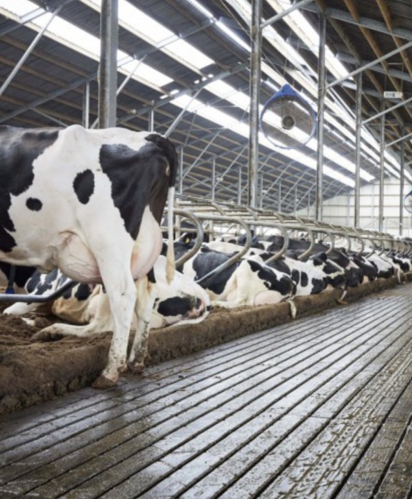 Cuseta beton pat cald, Cobefa Deep Litter Box, H17 [7]