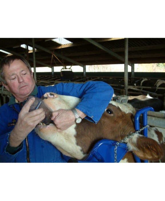 Dispozitiv pentru imobilizarea capului vacii pentru administrarea medicamentelor, VINK [4]