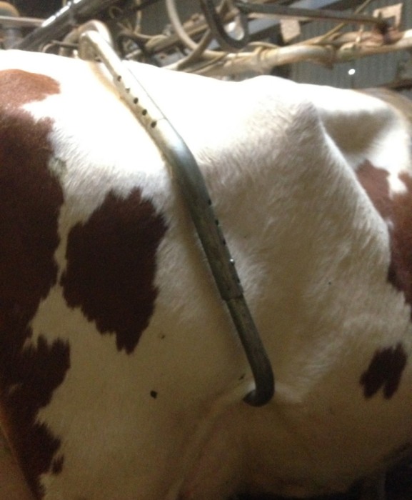 Dispozitiv reglabil impotriva lovirii cu piciorul la vaci, Vink [3]