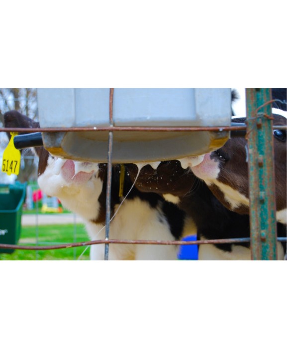 Galeata cu 5 tetine pentru alaptarea viteilor, Milk Bar, 15l cu suport de prindere si carlige de fixare [3]