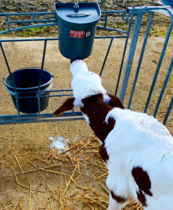 Galeata cu tetina pentru alaptarea viteilor, Milk Bar, 3l cu suport de prindere, capac si carlig de blocare [5]