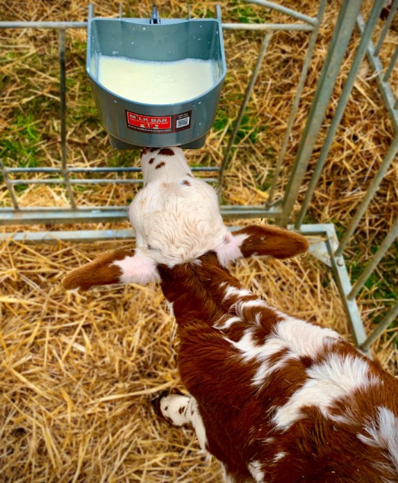 Galeata cu tetina pentru alaptarea viteilor, Milk Bar, 4l cu sistem fixare tetina, suport de prindere si carlig de blocare [4]