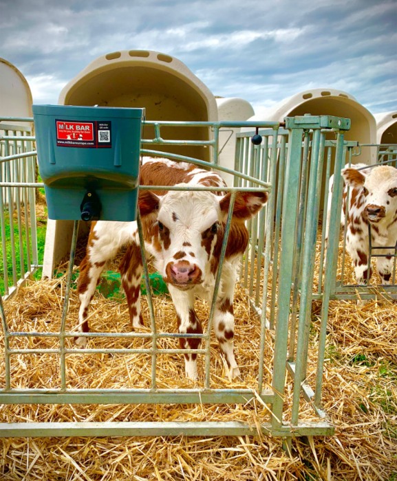 Galeata cu tetina pentru alaptarea viteilor, Milk Bar, 4l cu sistem fixare tetina, suport de prindere si carlig de blocare [3]