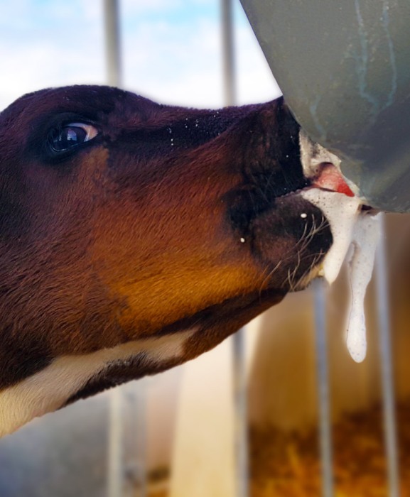 Galeata cu tetina pentru alaptarea viteilor, Milk Bar, 8l, cu carlige de fixare Ezi Lock [3]