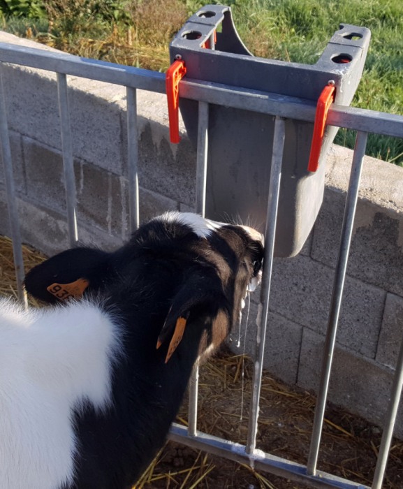 Galeata cu tetina pentru alaptarea viteilor, Milk Bar, 8l, cu carlige de fixare Ezi Lock [2]