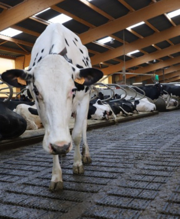 Gratar beton Cobefa Bovi-Flexx [5]