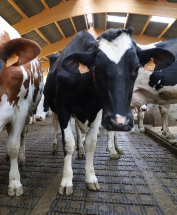 Gratar beton Cobefa Bovi-Flexx [11]