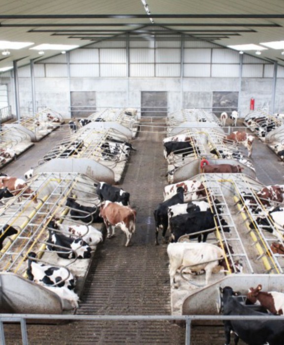 Gratar beton, Cobefa Bovi-Pro, H18 [12]