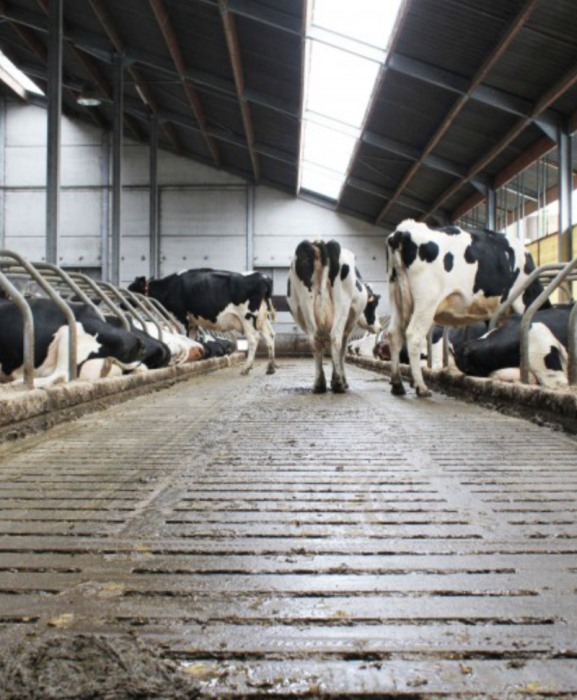 Gratar beton, Cobefa Bovi-Pro, H18 [5]