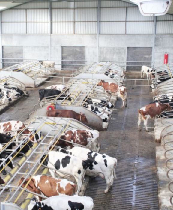 Gratar beton, Cobefa Bovi-Pro, H18 [7]