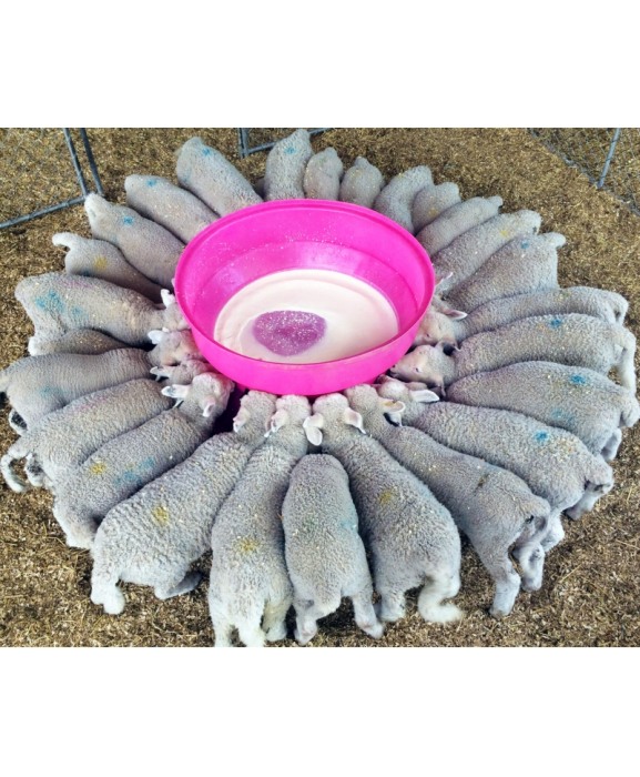 Hranitoare comuna cu 30 tetine pentru alaptarea mieilor si iezilor, Milk Bar, 120l cu suport de prindere si carlig de blocare [2]