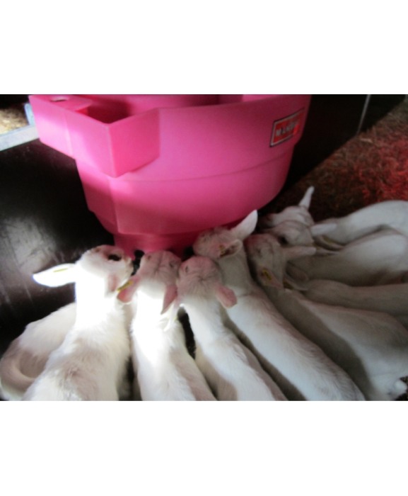 Hranitoare comuna miei si iezi cu 10 tetine, Milk Bar, 36l cu carlige de fixare Ezi Lock [3]