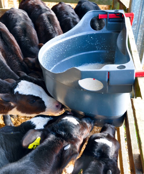 Hranitoare comuna vitei cu 10 tetine, Milk Bar, 60l cu carlige de fixare Ezi Lock [3]