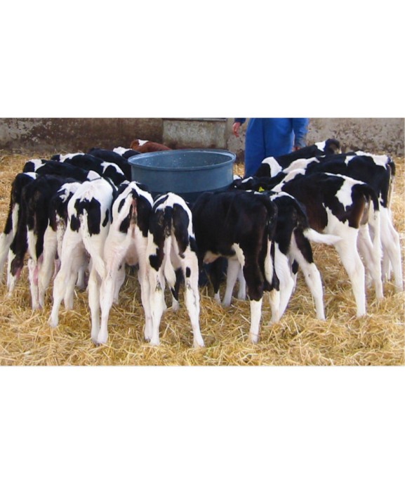 Hranitoare comuna vitei cu 20 tetine, Milk Bar, 120l cu baza solida, amplasare pe sol [2]