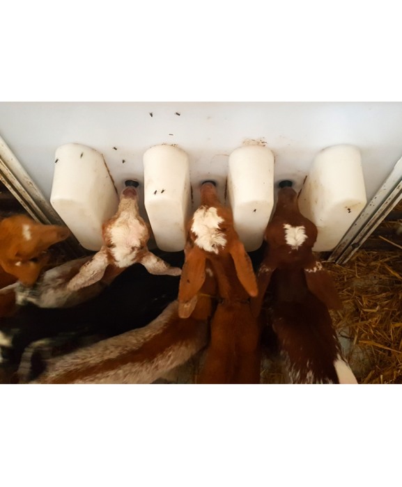 Perete separator Milk Bar pentru sisteme automate de alaptare iezi [2]