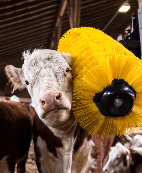 Perie scarpinat animale mecanica, oscilanta, EasySwing Maxi [6]