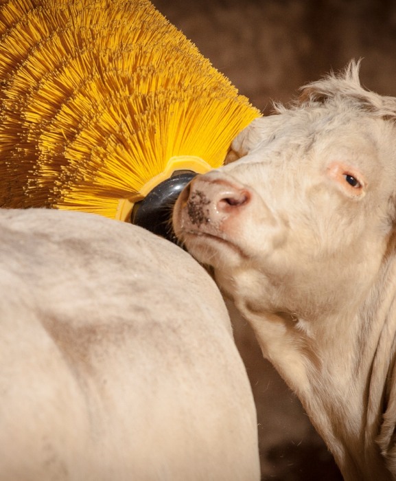 Perie scarpinat animale mecanica, oscilanta, EasySwing Maxi [5]