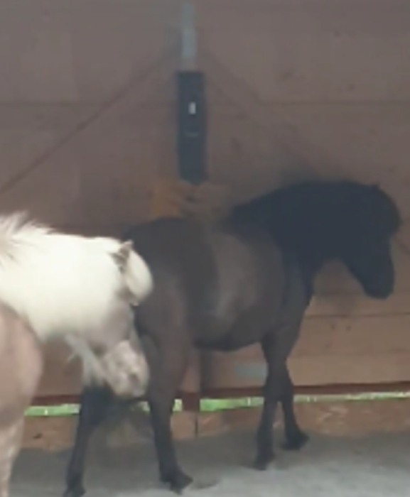 Perie scarpinat animale mecanica, oscilanta, EasySwing Midi [14]