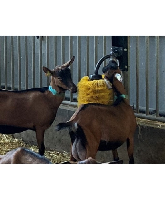 Perie scarpinat animale mecanica, oscilanta, EasySwing Mini [9]