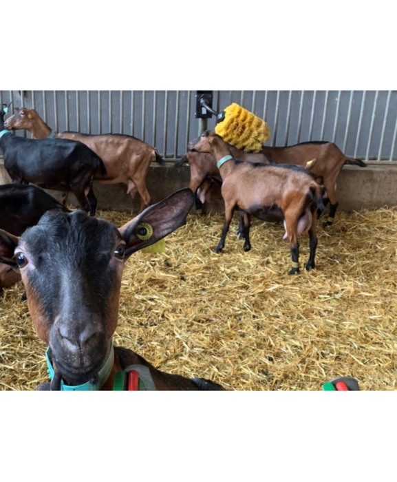 Perie scarpinat animale mecanica, oscilanta, EasySwing Mini [6]