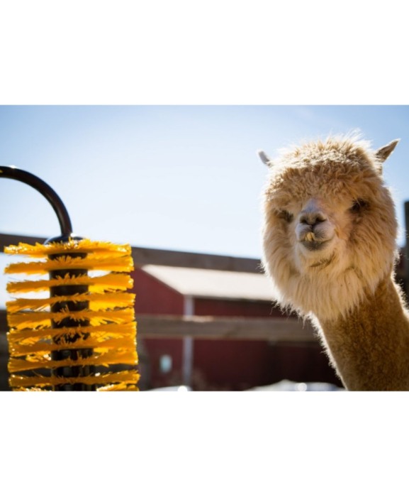 Perie scarpinat animale mecanica, oscilanta, EasySwing Mini [4]